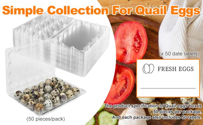 Small Plastic Egg Cartons - Clear 2 Dozen Quail Eggs Tray - Reusable Storage Holder For Small, Pheasant, Pigeon Eggs 1